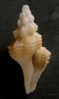 Fusinus&nbsp;rusticulus
